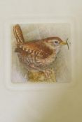 Nicholas Verrall, Wren, hand coloured etching, 59/75, signed and dated 1980, details verso, 17 x
