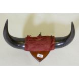 A pair of bull horns mounted on a shield shaped wood plaque, 42cm wide