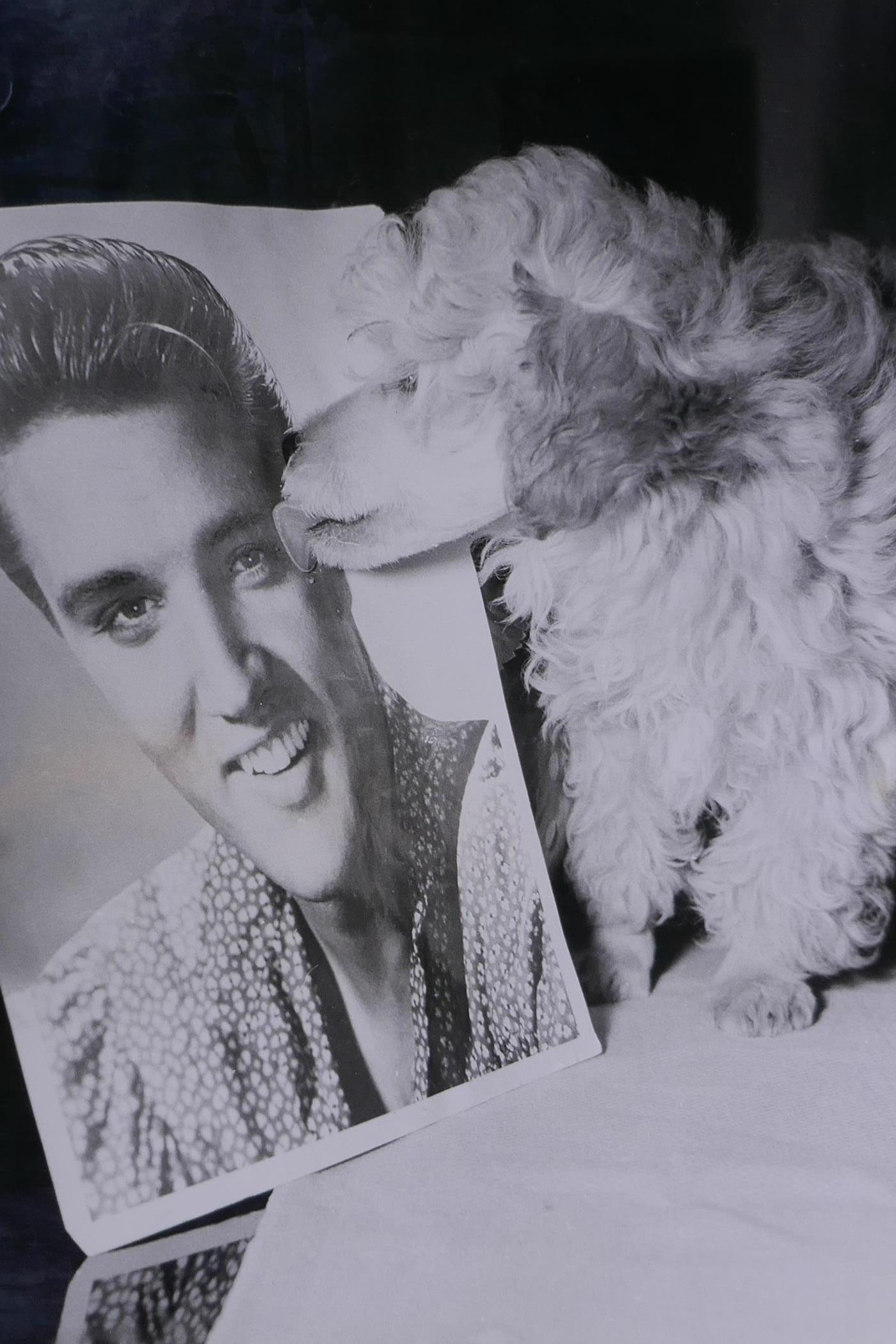 Five large vintage press photographs depicting Toni Dalli with Valeria Chambers, Elvis Presley's toy - Image 3 of 8