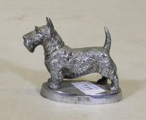 A Desmo chromed metal car mascot in the form of an Angus Terrier, 8cm long