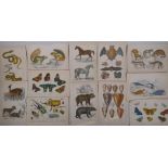 A large quantity of antique coloured book plates of animals, 14 x 22cm