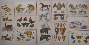 A large quantity of antique coloured book plates of animals, 14 x 22cm