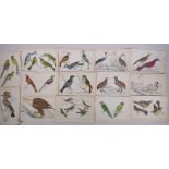 A large quantity of antique coloured book plates of birds, 14 x 22cm