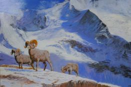 Stan Bathurst, Bighorns on a snowy mountain, oil on board, 68 x 52cm