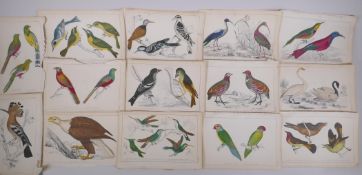 A large quantity of antique coloured book plates of birds, 14 x 22cm