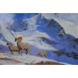 Stan Bathurst, Bighorns on a snowy mountain, oil on board, 68 x 52cm