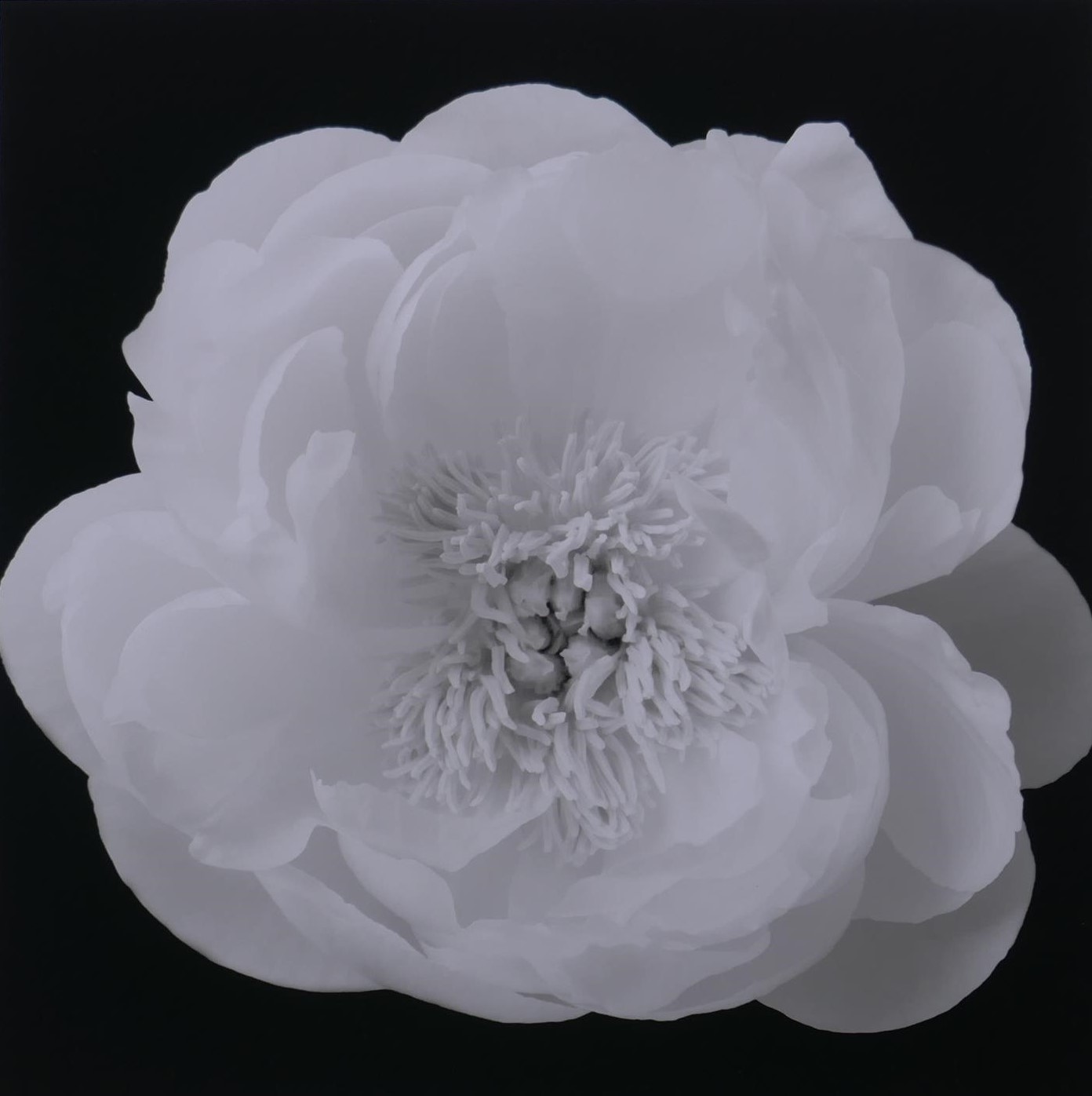 Hiroyuki Arakawa, (Japanese, b.1951), The Unfolding, pencil signed photographic print from his