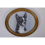 Marion Harvey, portrait of a French bull dog, signed, pastel drawing, 24 x 29cm