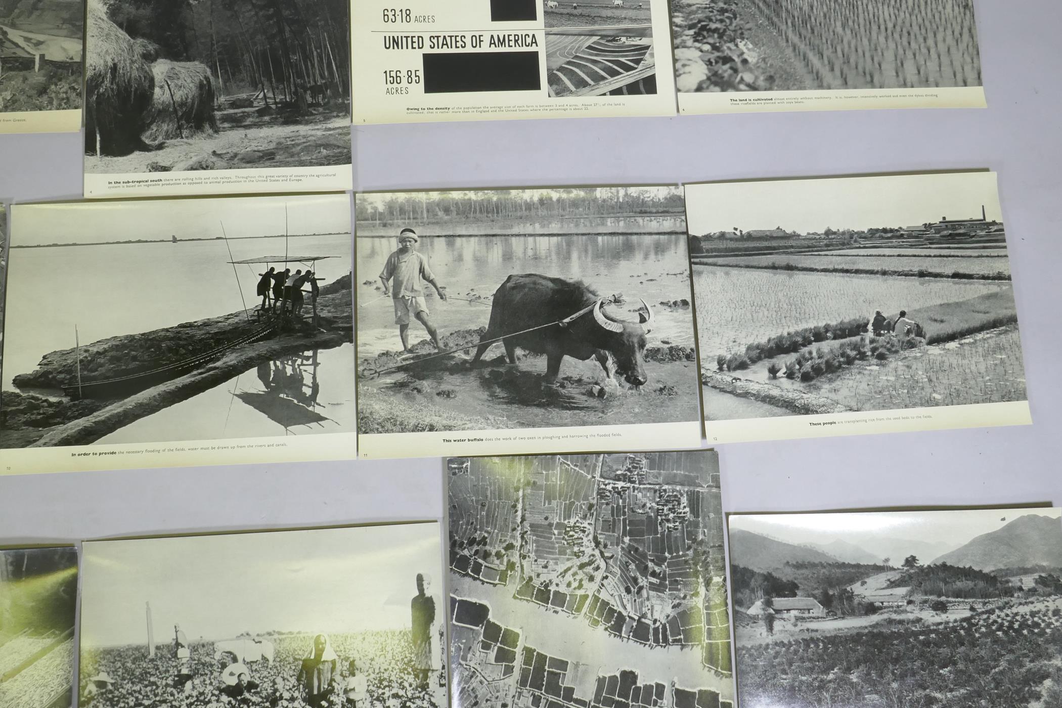 A series of photographic informational prints on Chinese agriculture, produced by the Ministry of - Image 5 of 9