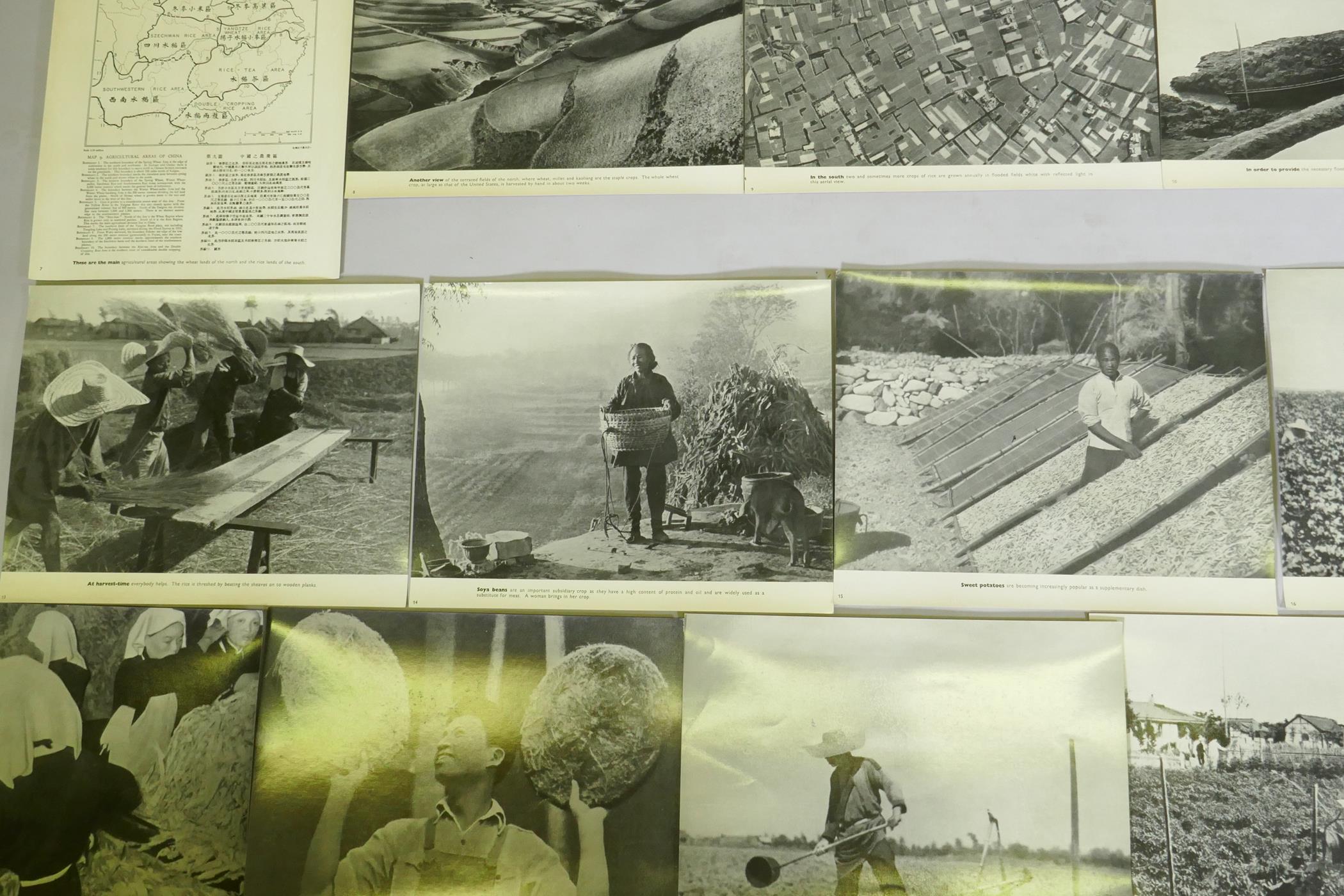 A series of photographic informational prints on Chinese agriculture, produced by the Ministry of - Image 6 of 9