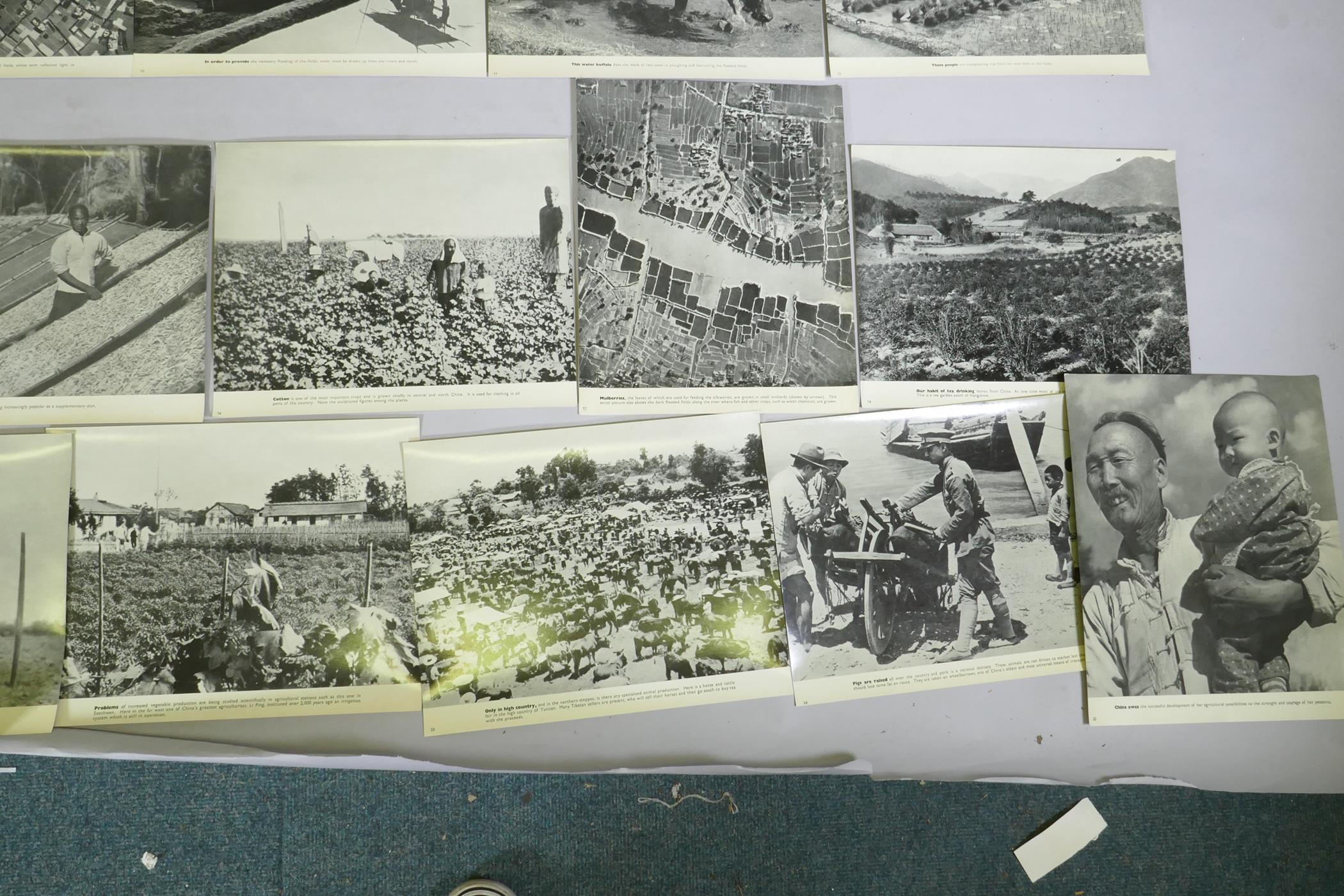 A series of photographic informational prints on Chinese agriculture, produced by the Ministry of - Image 9 of 9