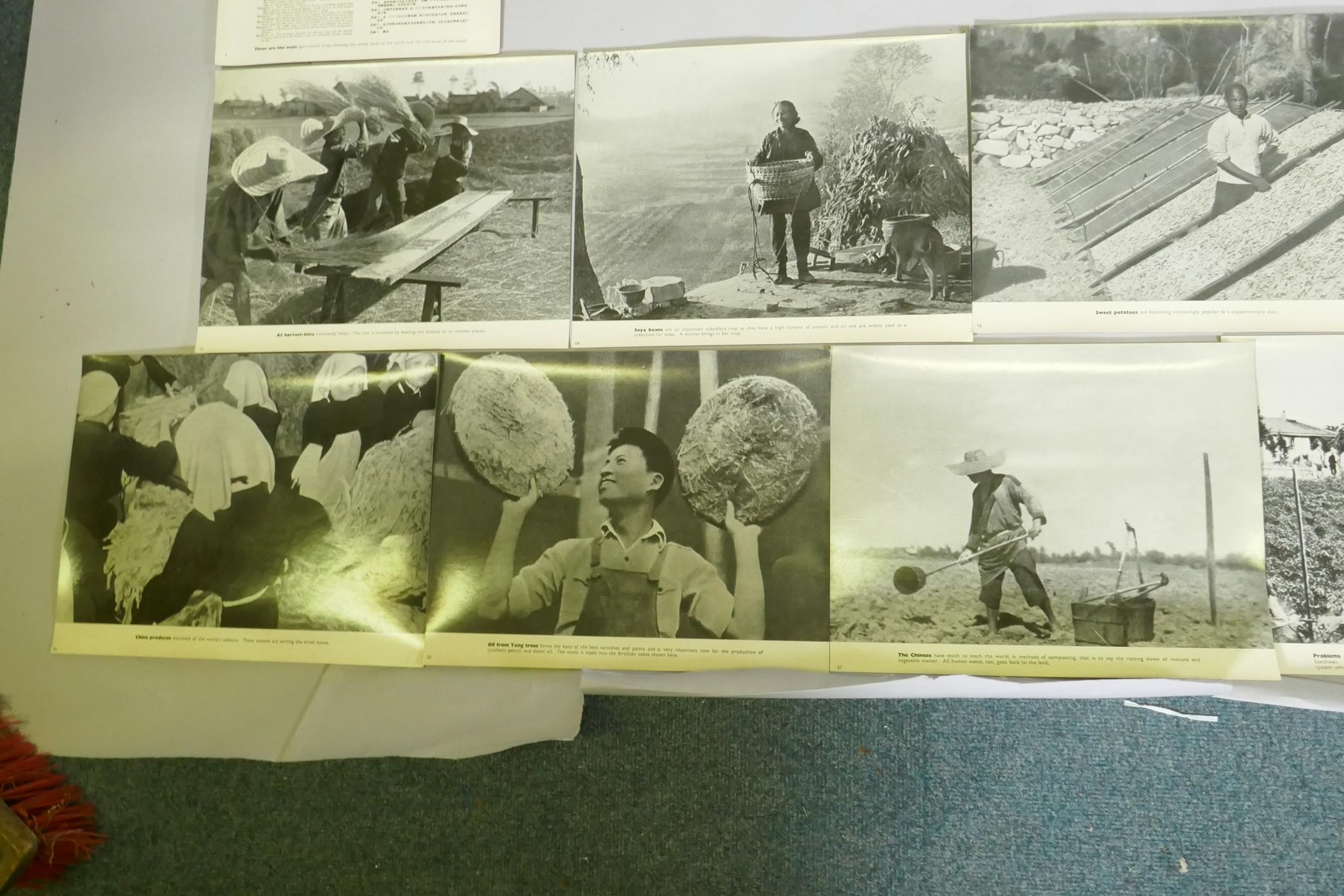 A series of photographic informational prints on Chinese agriculture, produced by the Ministry of - Image 8 of 9