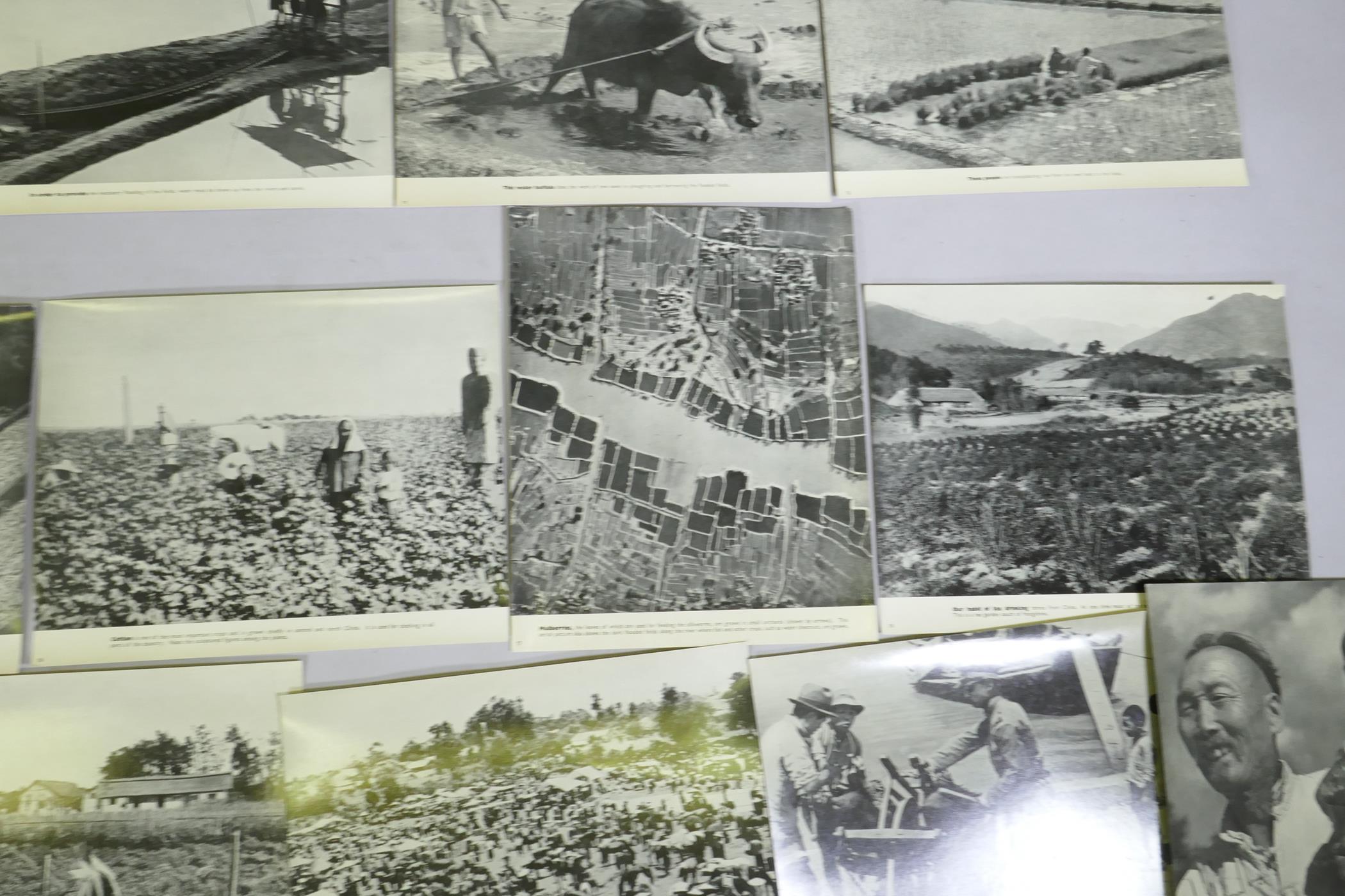 A series of photographic informational prints on Chinese agriculture, produced by the Ministry of - Image 7 of 9