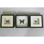 Three framed mounted butterflies, 25 x 25cm