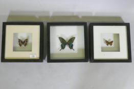 Three framed mounted butterflies, 25 x 25cm