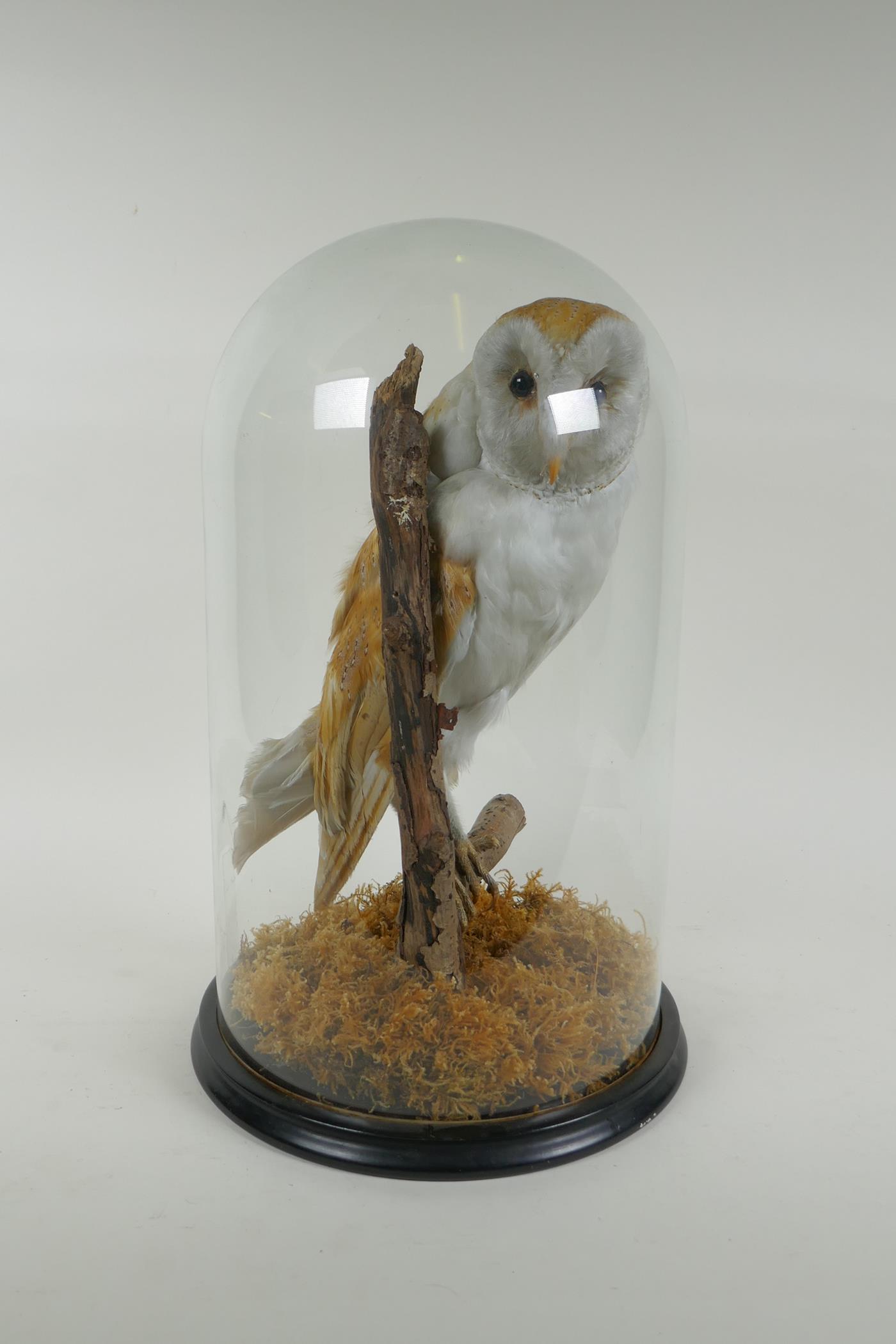 A taxidermy barn owl, in a glass domed case, 42cm high - Image 6 of 6