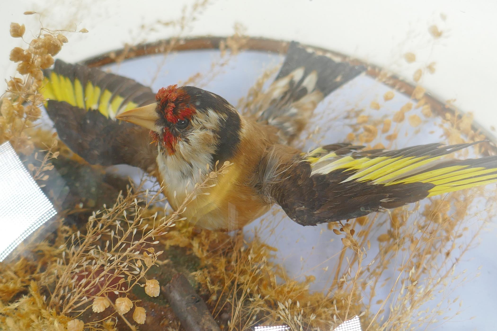 A Victorian wall mounted glass domed taxidermy Goldfinch, 26cm diameter - Image 4 of 6