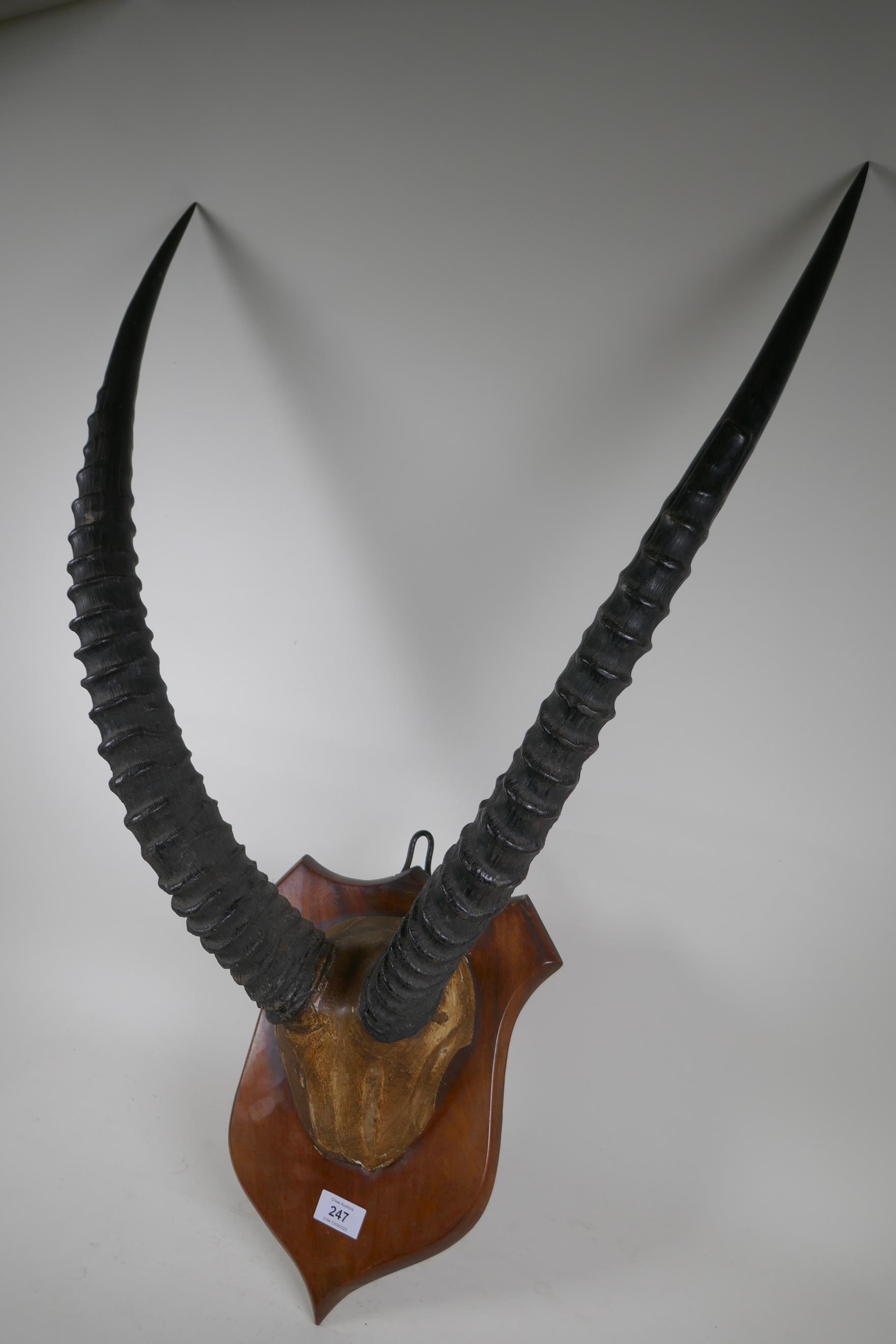 Antique pair of horns mounted on a shield shaped plaque, 90cm high - Image 2 of 2