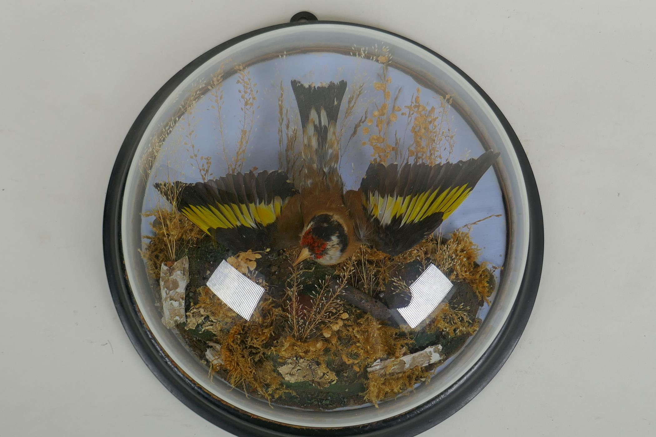 A Victorian wall mounted glass domed taxidermy Goldfinch, 26cm diameter - Image 5 of 6