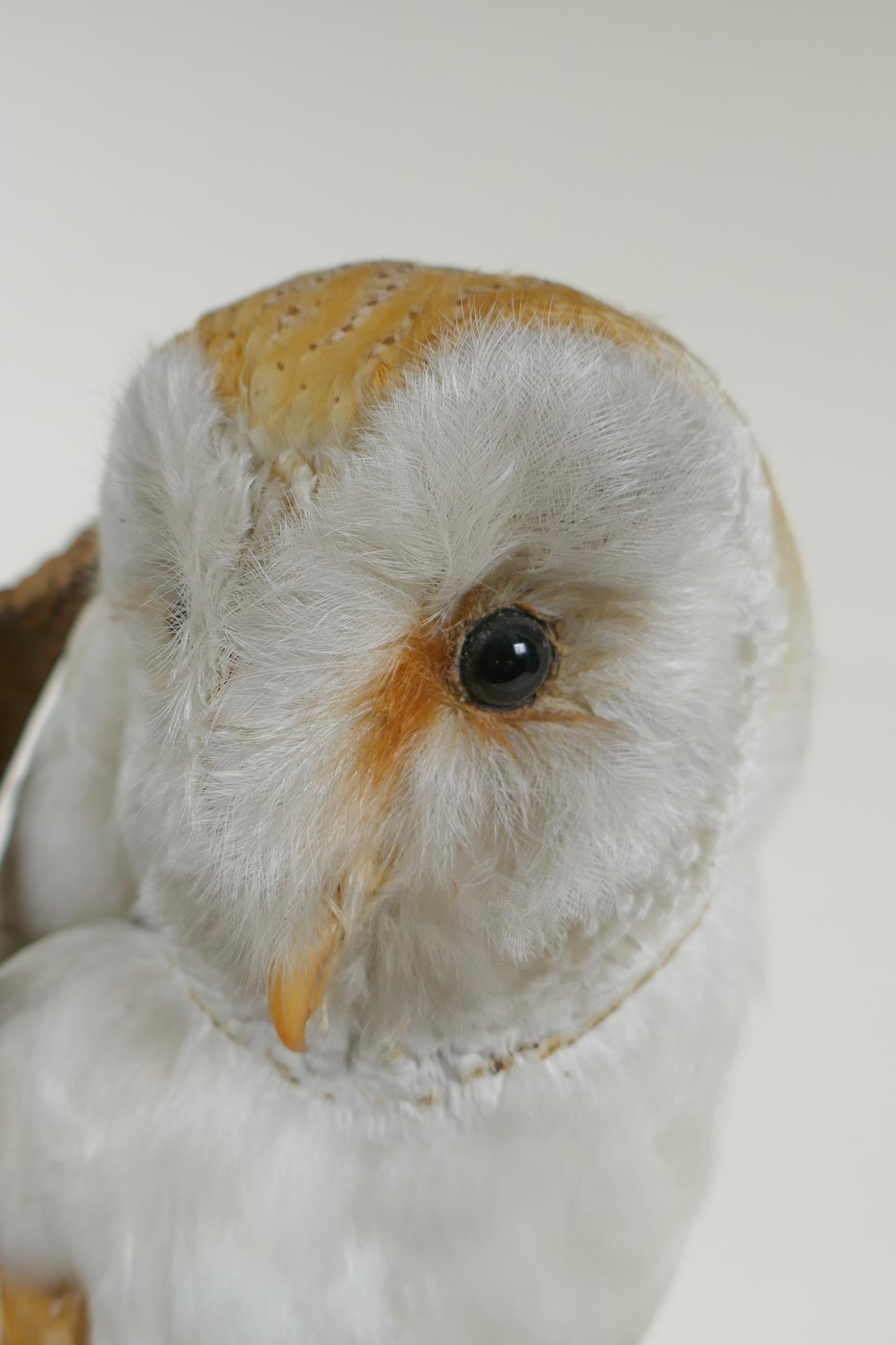 A taxidermy barn owl, in a glass domed case, 42cm high - Image 5 of 6