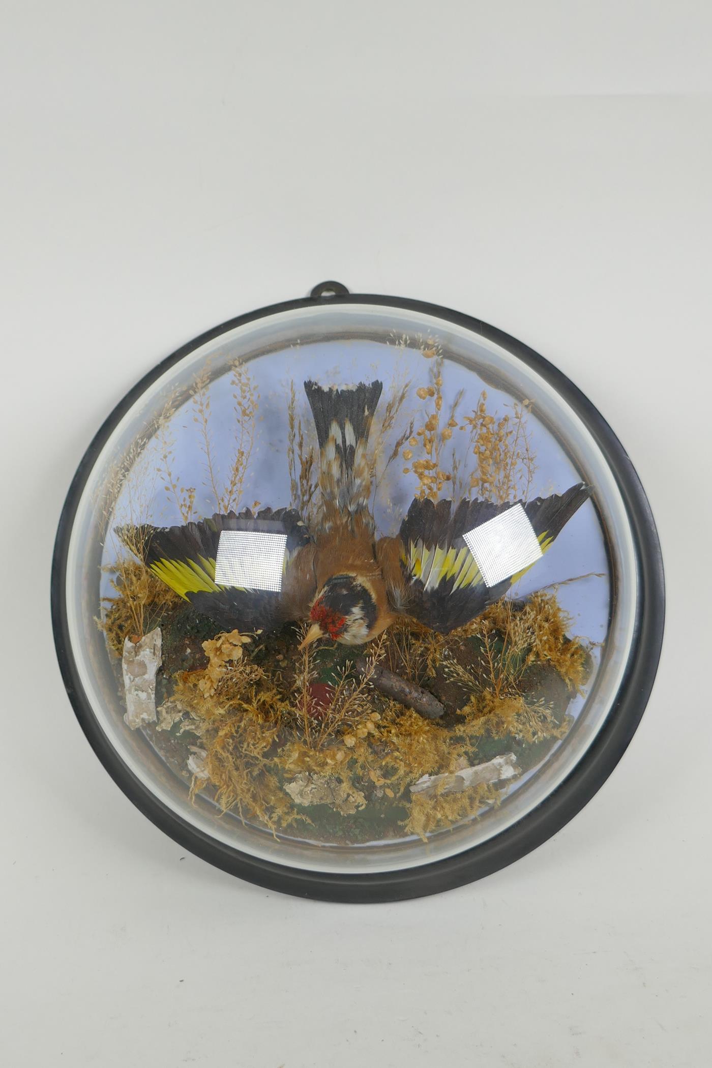 A Victorian wall mounted glass domed taxidermy Goldfinch, 26cm diameter