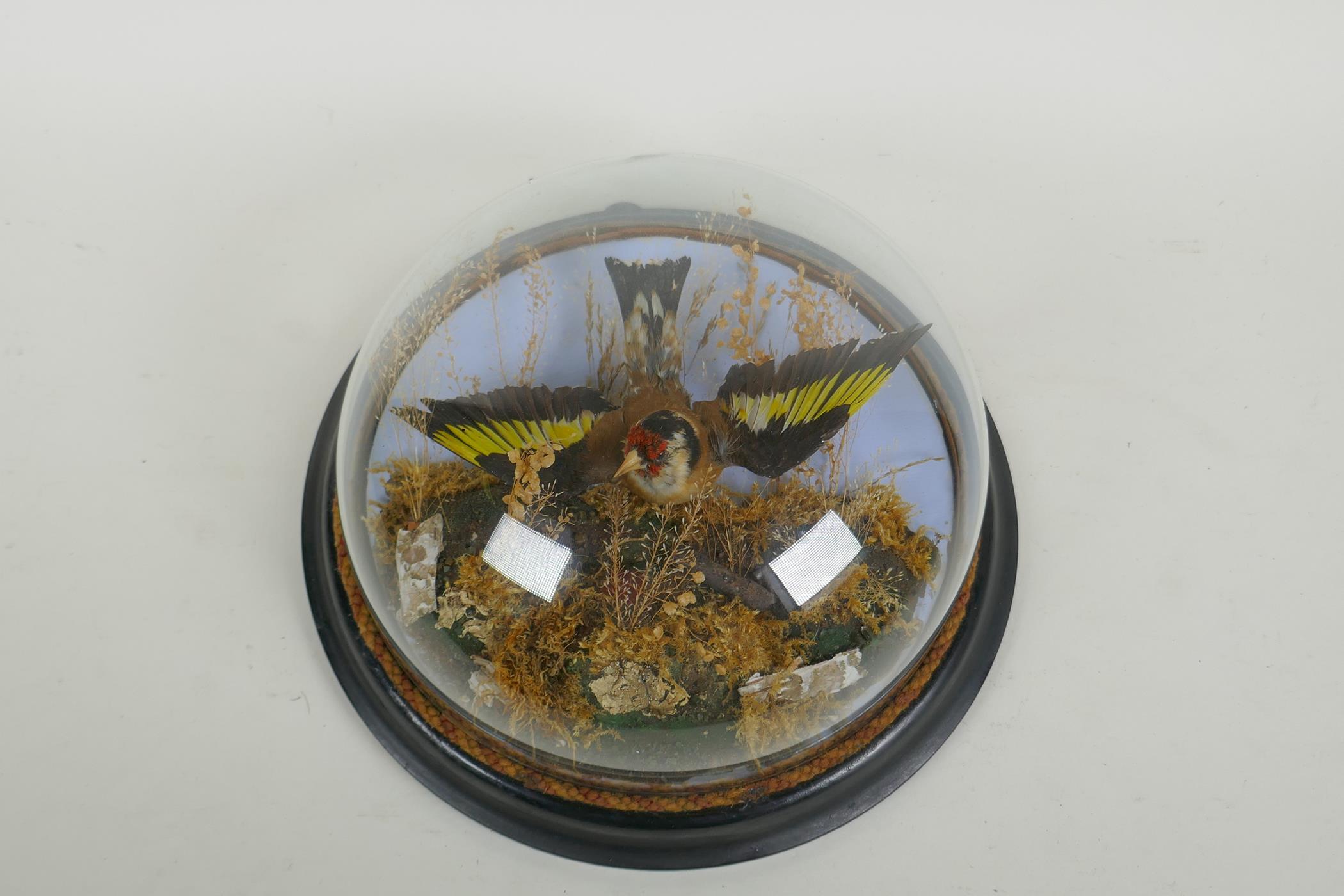 A Victorian wall mounted glass domed taxidermy Goldfinch, 26cm diameter - Image 2 of 6
