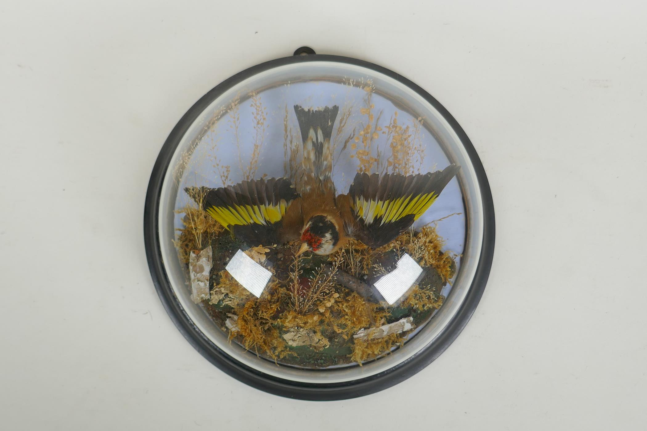 A Victorian wall mounted glass domed taxidermy Goldfinch, 26cm diameter - Image 3 of 6