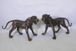 A pair of Chinese bronze life size tiger cubs with the remnants of gilt patina, 114cm long