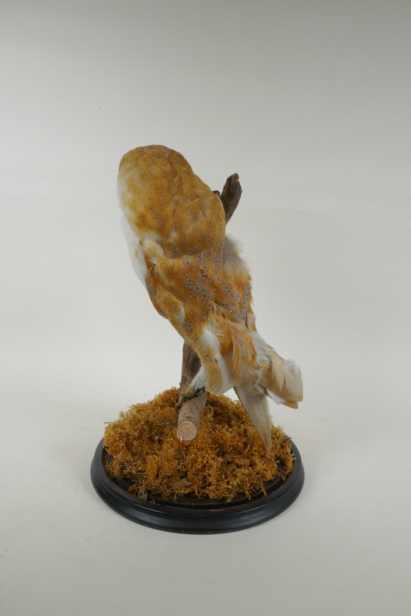 A taxidermy barn owl, in a glass domed case, 42cm high - Image 3 of 6
