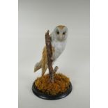 A taxidermy barn owl, in a glass domed case, 42cm high