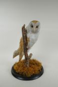 A taxidermy barn owl, in a glass domed case, 42cm high