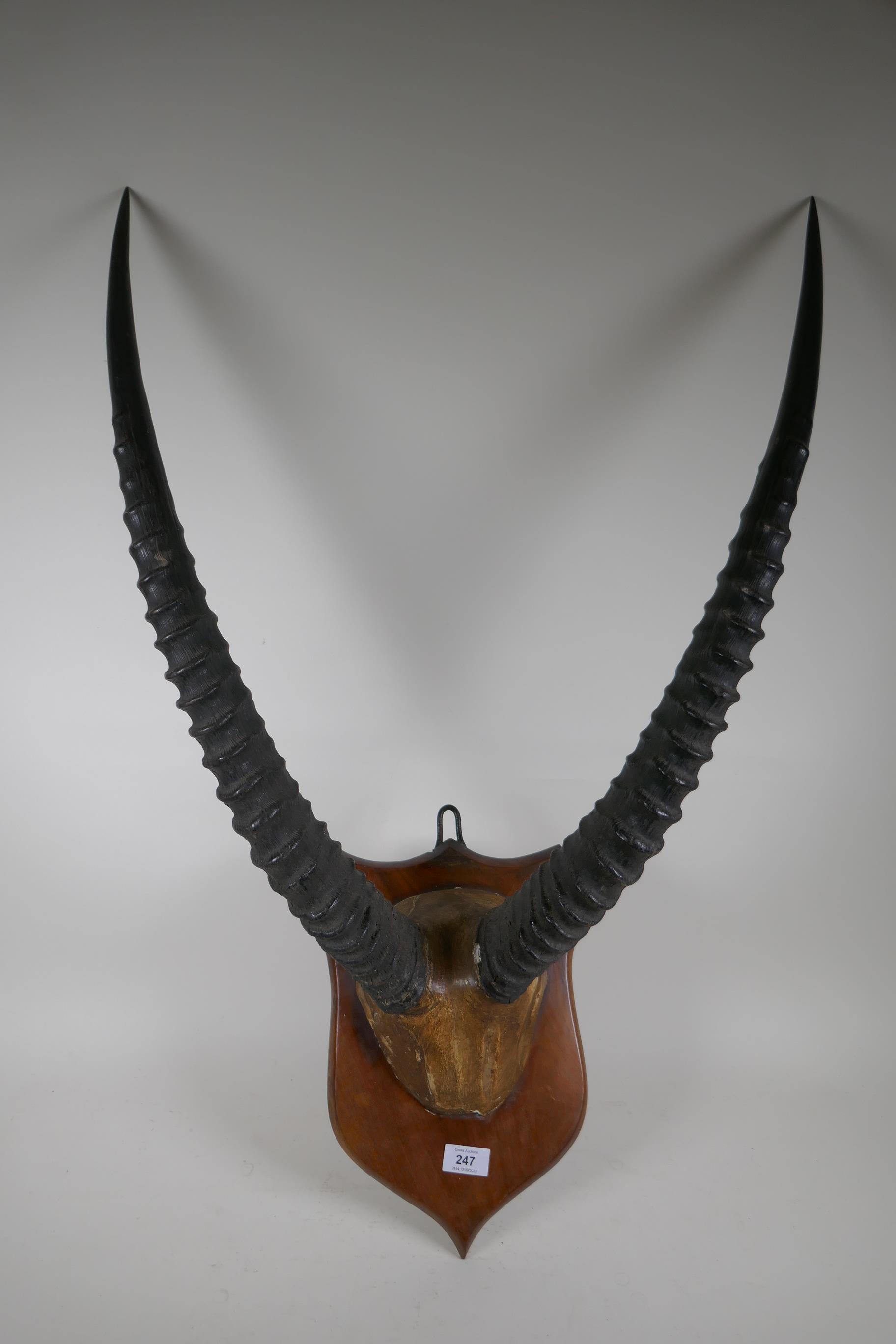 Antique pair of horns mounted on a shield shaped plaque, 90cm high