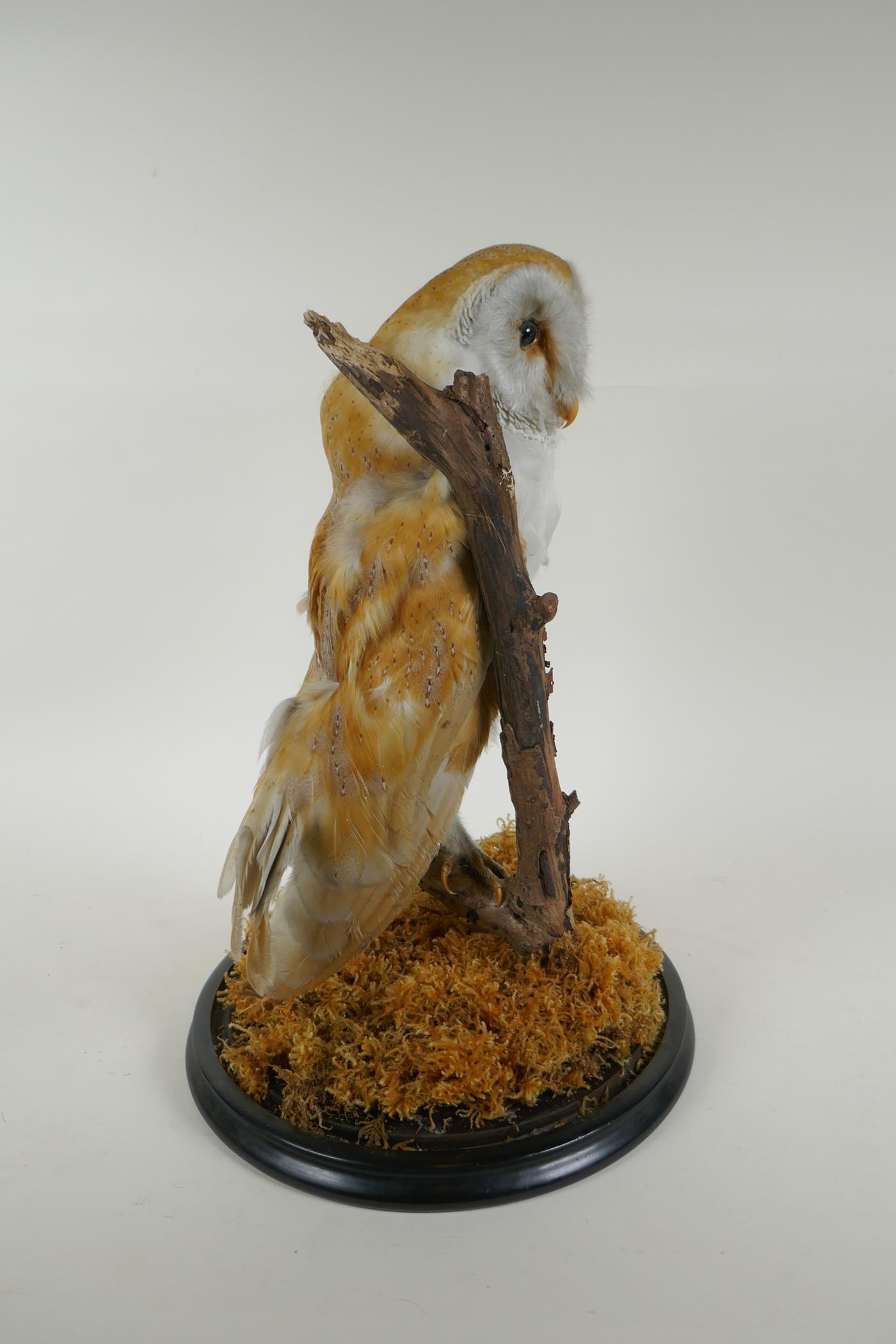 A taxidermy barn owl, in a glass domed case, 42cm high - Image 4 of 6
