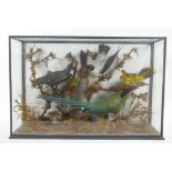 A Victorian glass cased taxidermy group of rare exotic birds, including bee eater, glossy