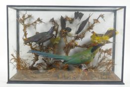 A Victorian glass cased taxidermy group of rare exotic birds, including bee eater, glossy