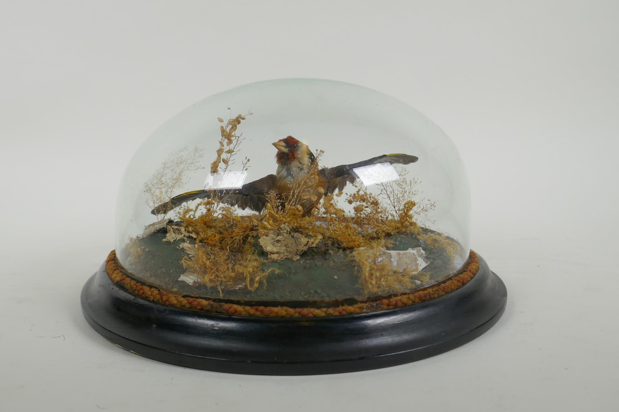 A Victorian wall mounted glass domed taxidermy Goldfinch, 26cm diameter - Image 6 of 6