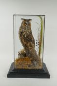 An antique taxidermy short eared owl, in a leaded glass case, 29 x 21cm, 42cm high