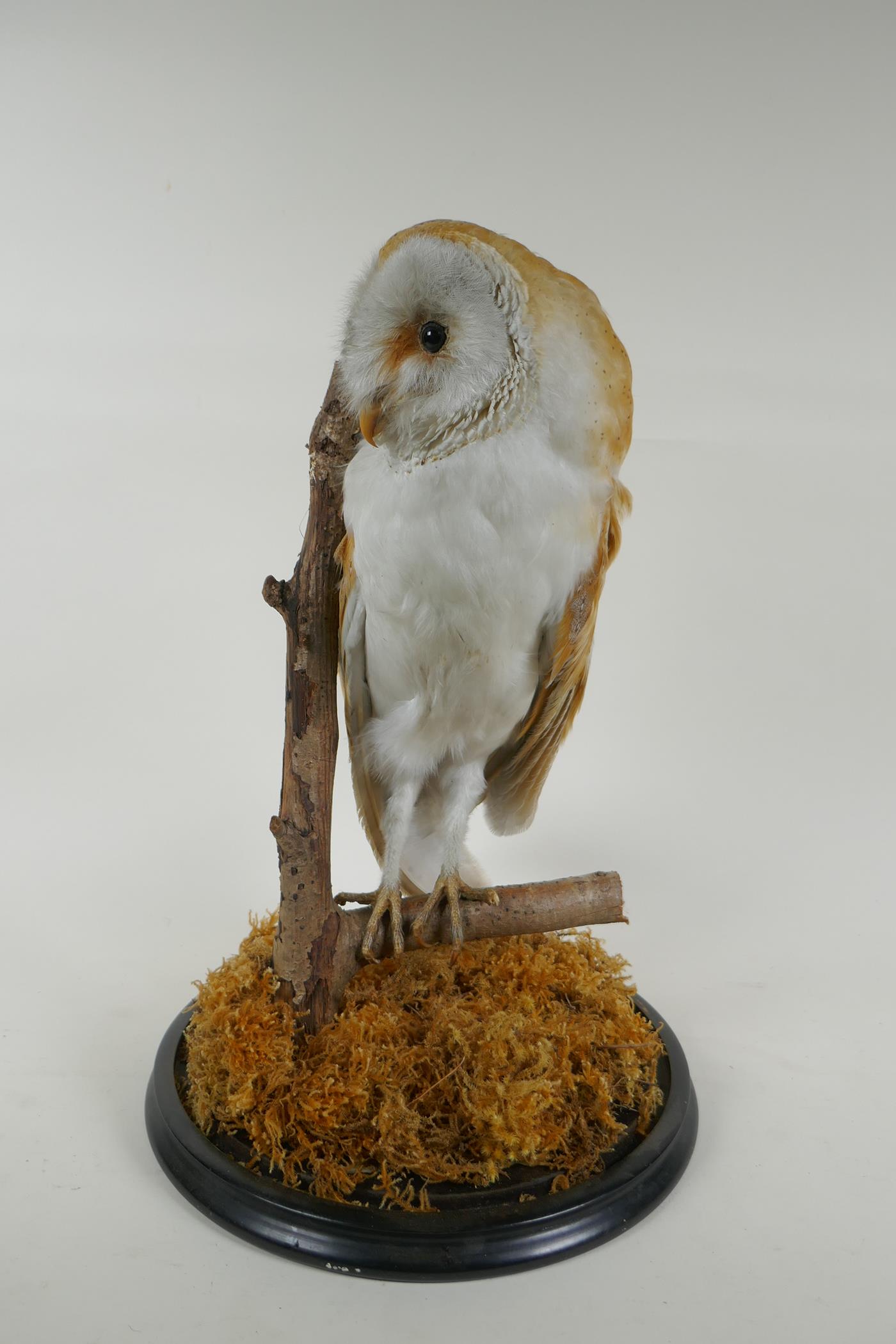 A taxidermy barn owl, in a glass domed case, 42cm high - Image 2 of 6