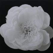 After Hiroyuki Arakawa, (Japanese, b.1951), The Unfolding, photographic print from his flowers