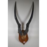 Antique pair of horns mounted on a shield shaped plaque, 72cm high