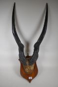 Antique pair of horns mounted on a shield shaped plaque, 72cm high