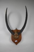 Antique pair of horns mounted on an oak shield shaped plaque, 57cm high