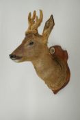 An antique taxidermy roe buck in velvet, mounted on a pine shield shaped plaque, bears label