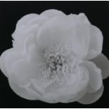 After Hiroyuki Arakawa, (Japanese, b.1951), The Unfolding, photographic print from his flowers