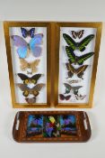 A pair of framed taxidermy butterfly displays and an inlaid wood Rio de Janeiro butterfly wing tray,