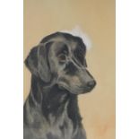 S. Ripley, portrait of a dog, watercolour, 25 x 35cm