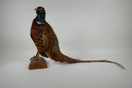A taxidermy pheasant standing on a log, dated 1976 and initialled T.J.M. to base, 40cm high