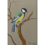 Ralston Gudgeon, R.S.W., (Scottish, 1910-1984), Great Tit, watercolour, 19 x 25cm