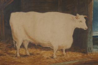 After George Garrard, (English, 1760-1826), The Durham White Ox, coloured mezzotint, 60 x 43cm