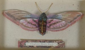 Jane Cobbett, 2012, Elephant Hawk Moth, textile and mixed media artwork, 23 x 10cm